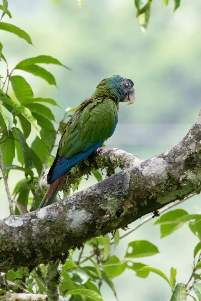 蓝头金刚鹦鹉(Primolius couloni)