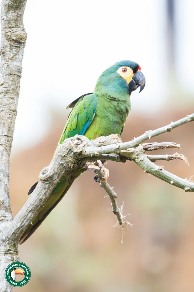 蓝翅金刚鹦鹉（Primolius maracana）