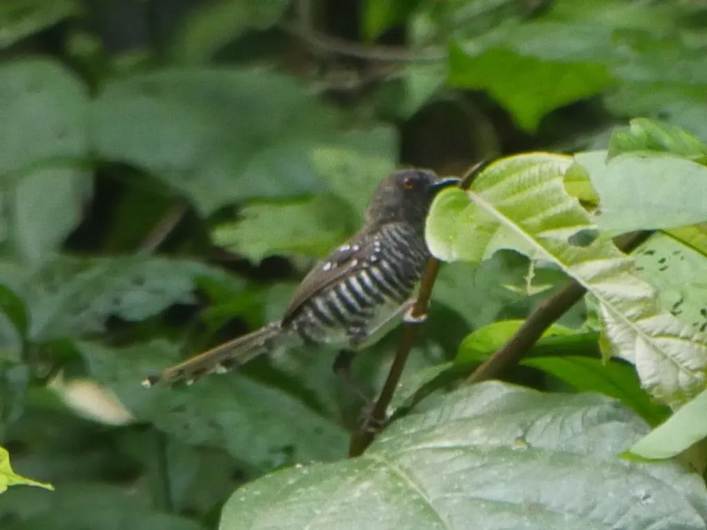 横斑山鹪莺(Prinia bairdii)