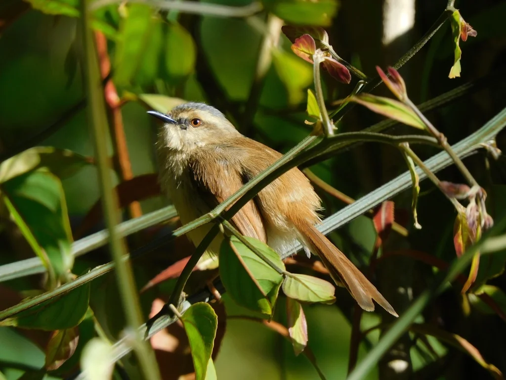 霍氏山鹪莺(Prinia cinereocapilla)