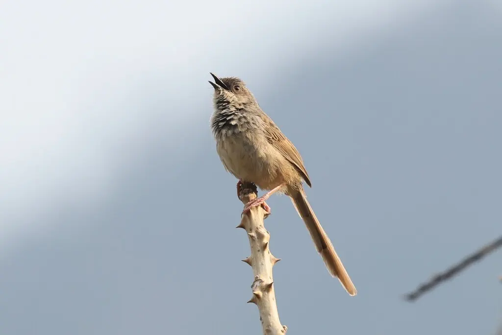 喜山山鹪莺(Prinia crinigera)