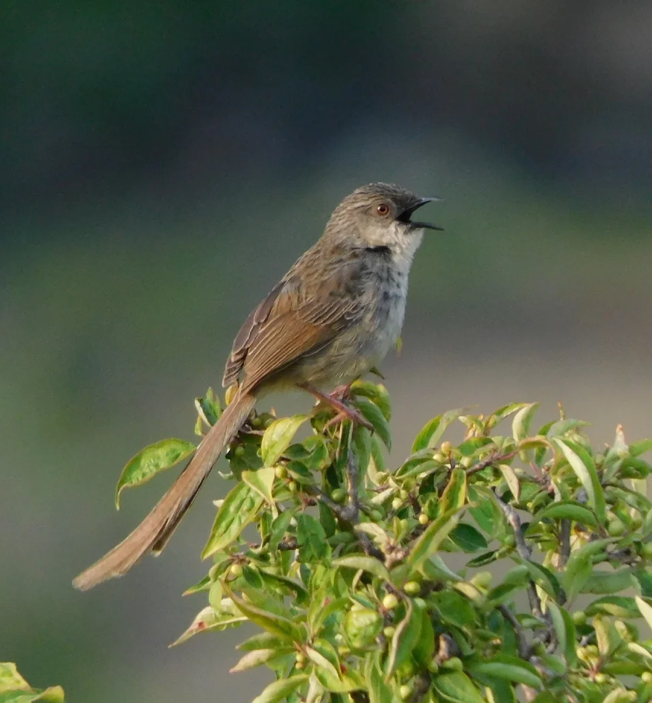 喜山山鹪莺(Prinia crinigera)