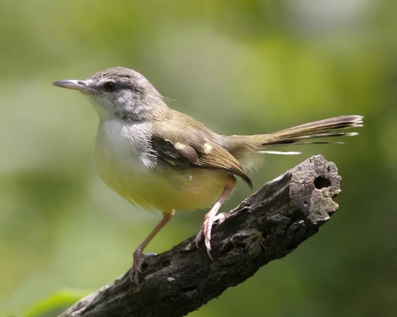 斑翅山鹪莺(Prinia familiaris)