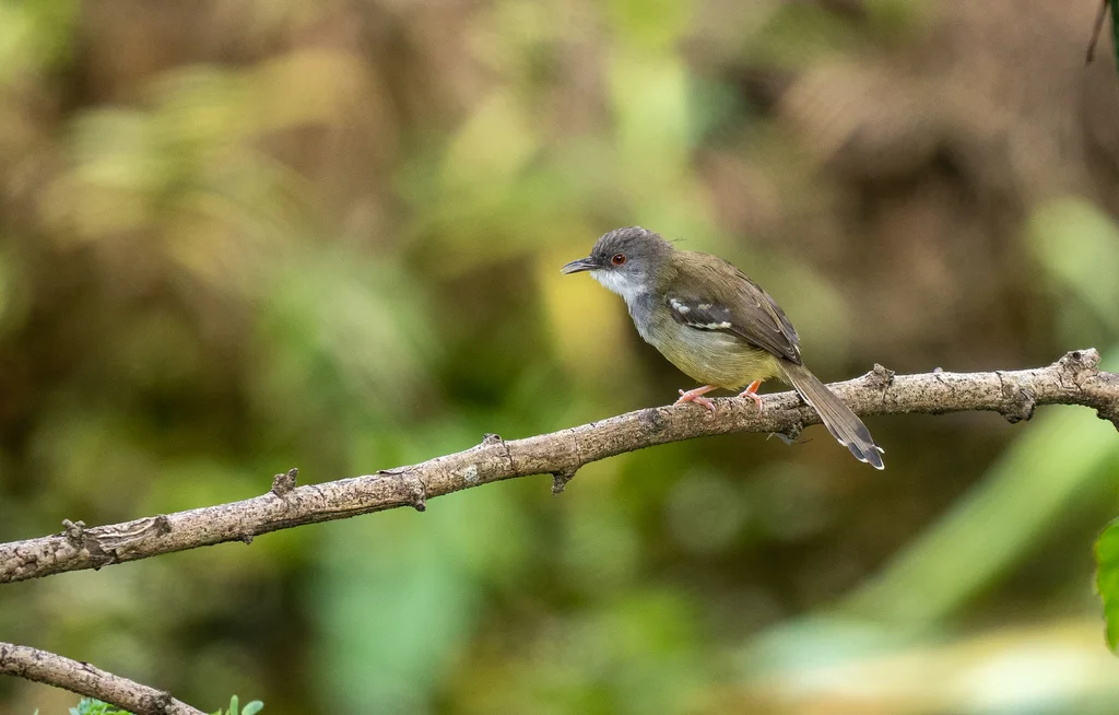 斑翅山鹪莺(Prinia familiaris)