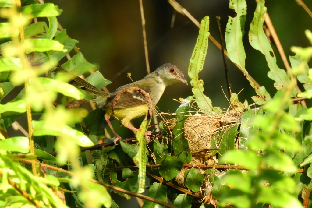 斑翅山鹪莺(Prinia familiaris)