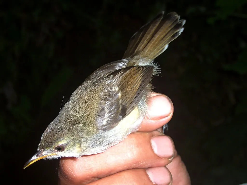 斑翅山鹪莺(Prinia familiaris)