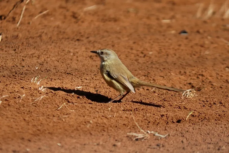 黑胸鹪莺(Prinia flavicans)