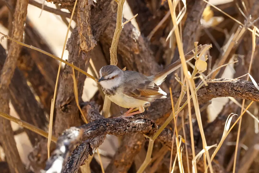黑胸鹪莺(Prinia flavicans)
