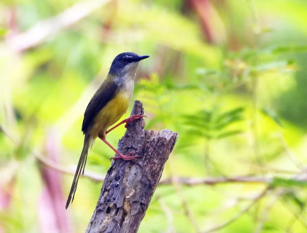 黄腹山鹪莺(Prinia flaviventris)