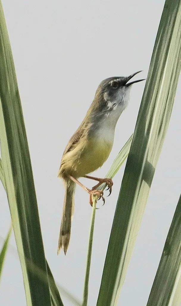 黄腹山鹪莺(Prinia flaviventris)