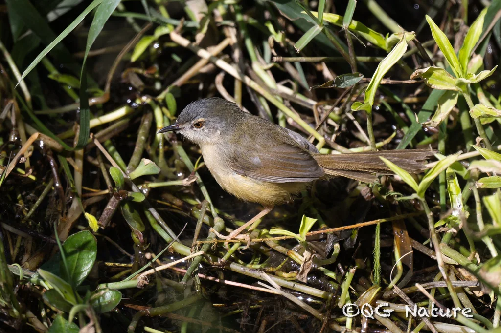 黄腹山鹪莺(Prinia flaviventris)