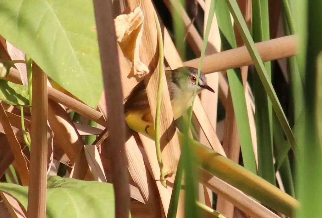 黄腹山鹪莺(Prinia flaviventris)