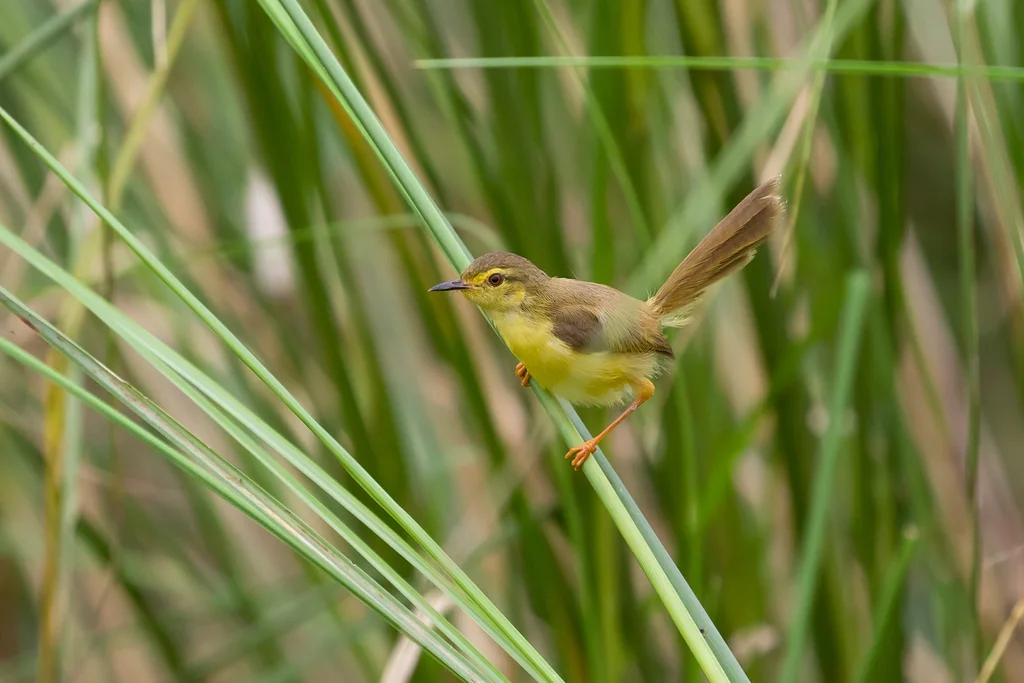 黄腹山鹪莺(Prinia flaviventris)
