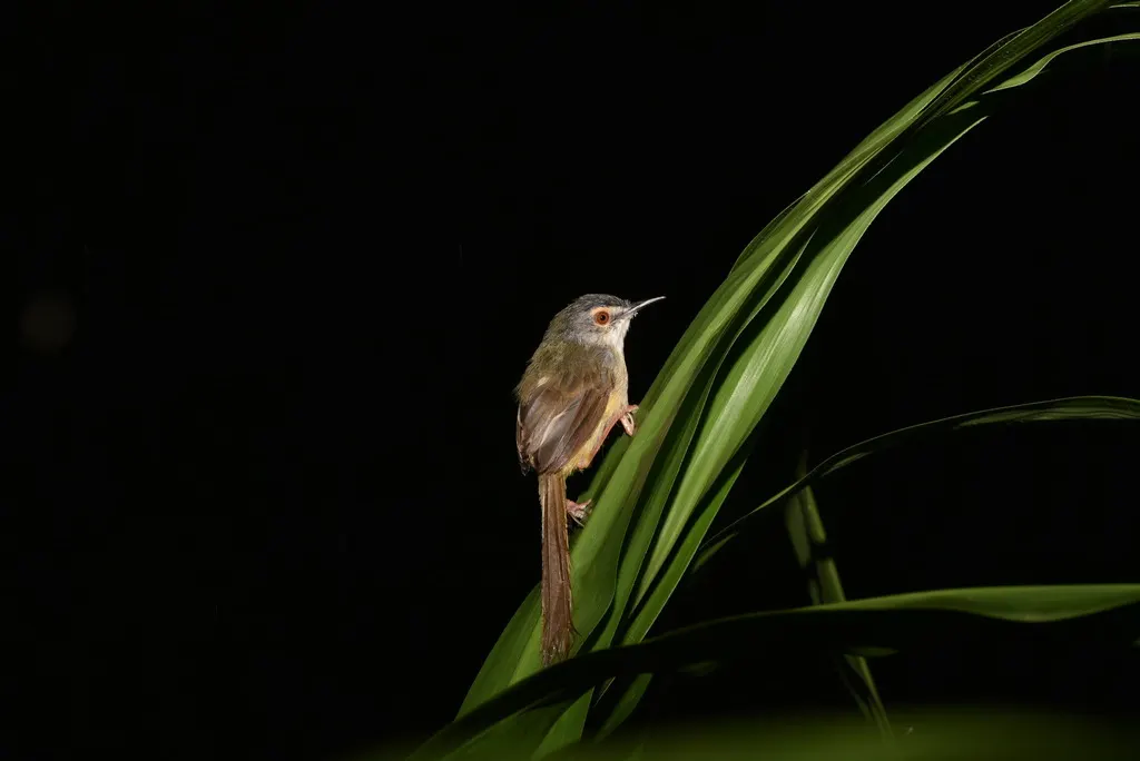 黄腹山鹪莺(Prinia flaviventris)