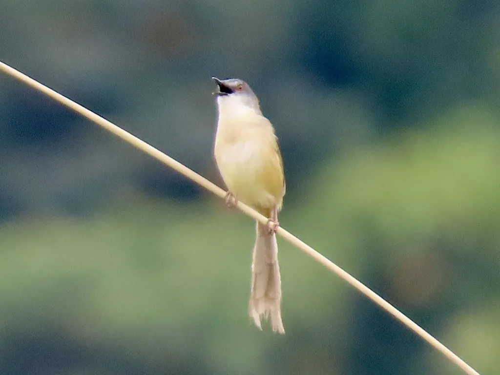 黄腹山鹪莺(Prinia flaviventris)