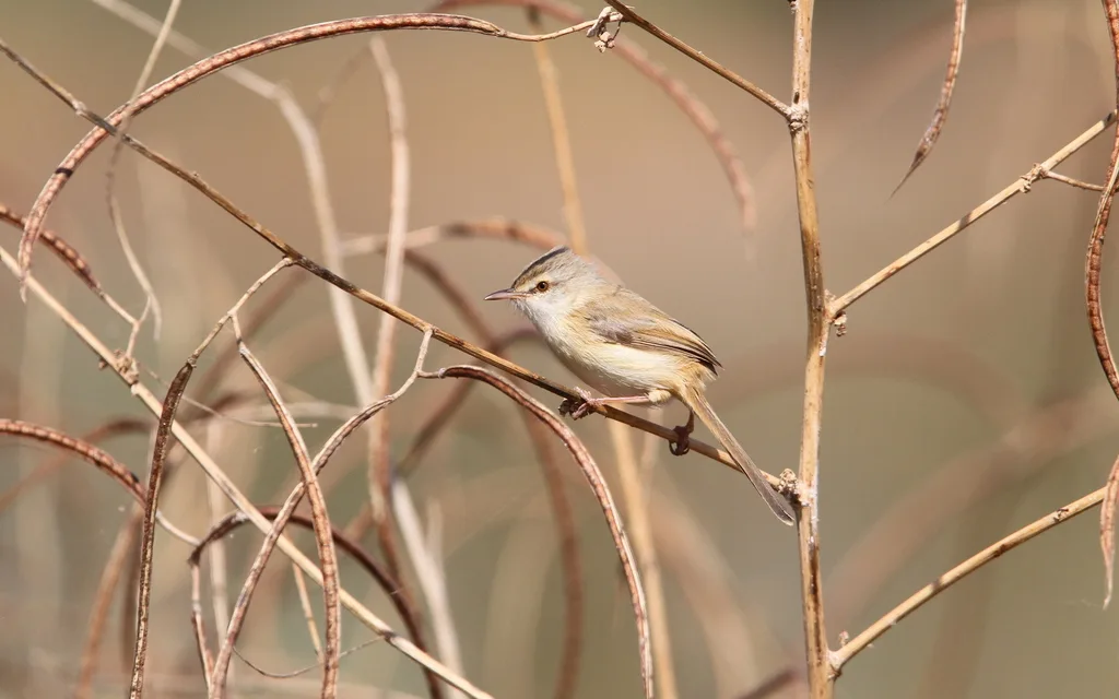 河山鹪莺(Prinia fluviatilis)