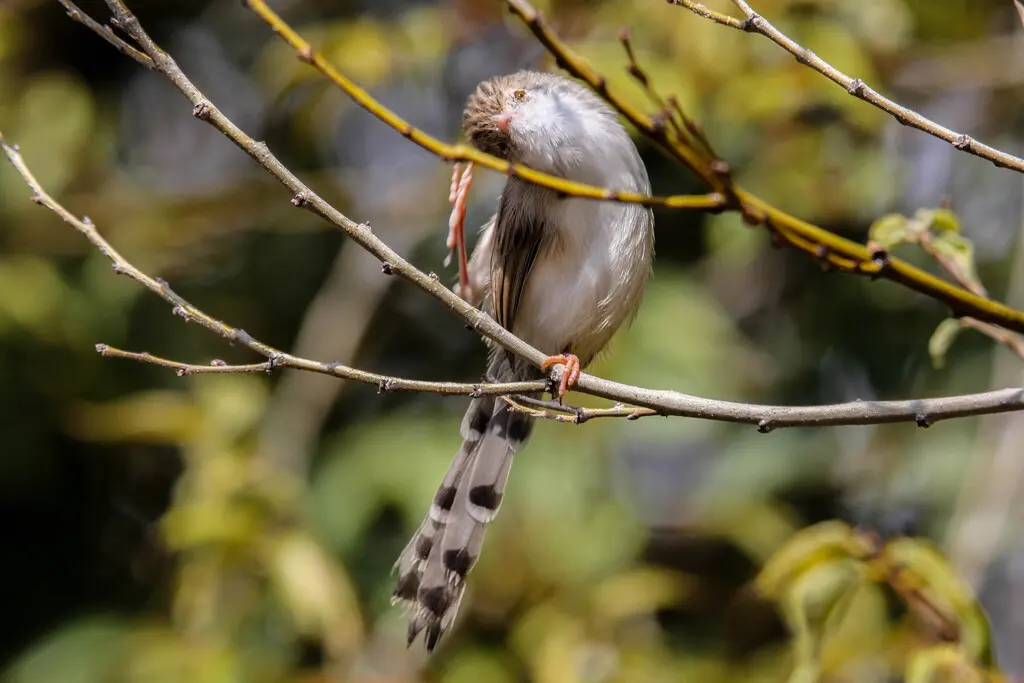 优雅山鹪莺(Prinia gracilis)