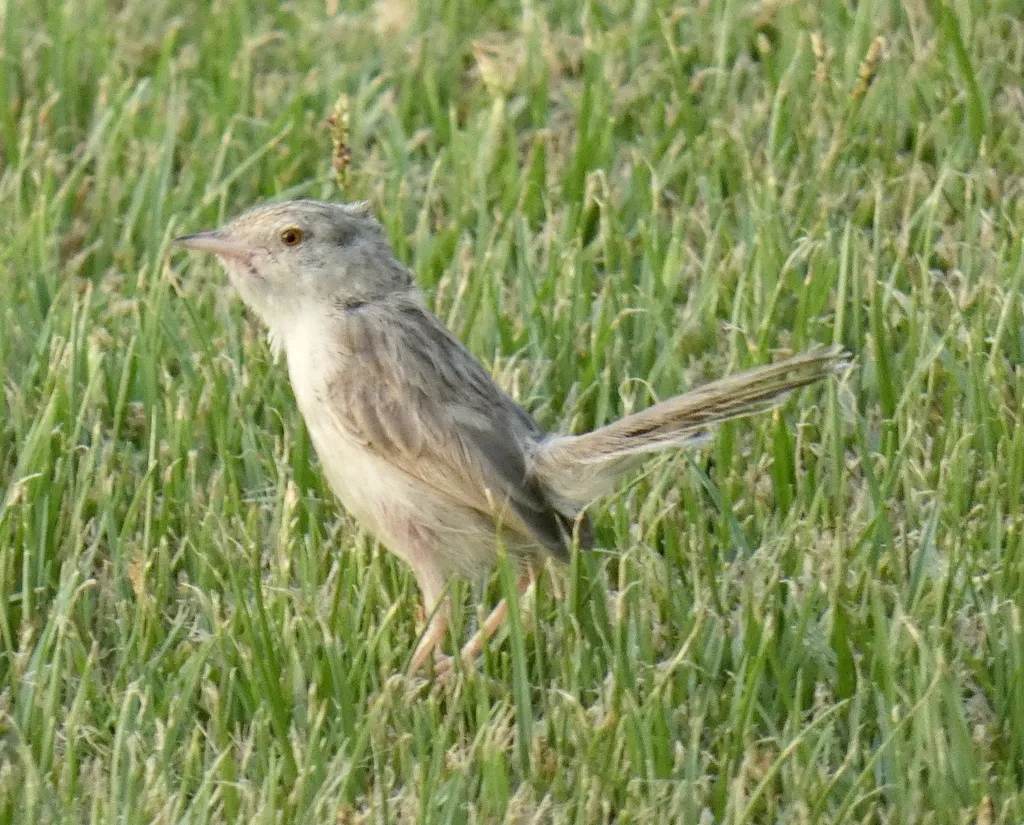 优雅山鹪莺(Prinia gracilis)