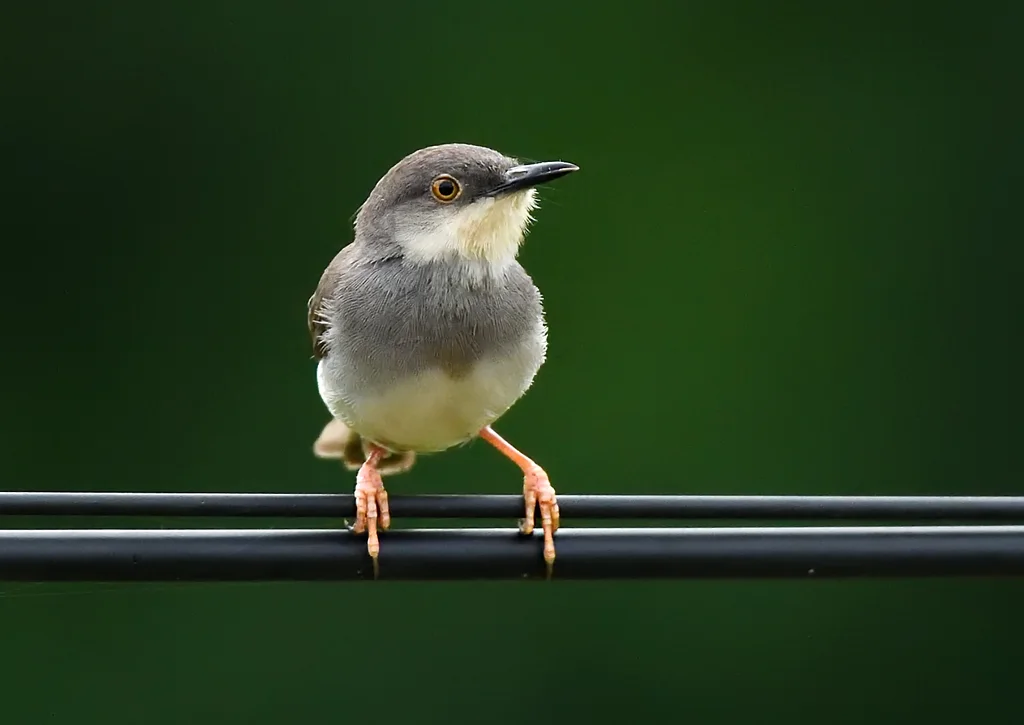 灰胸山鹪莺(Prinia hodgsonii)