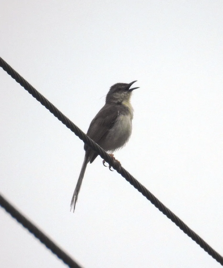 灰胸山鹪莺(Prinia hodgsonii)