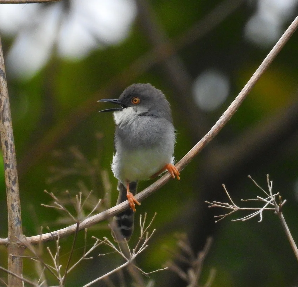 灰胸山鹪莺(Prinia hodgsonii)