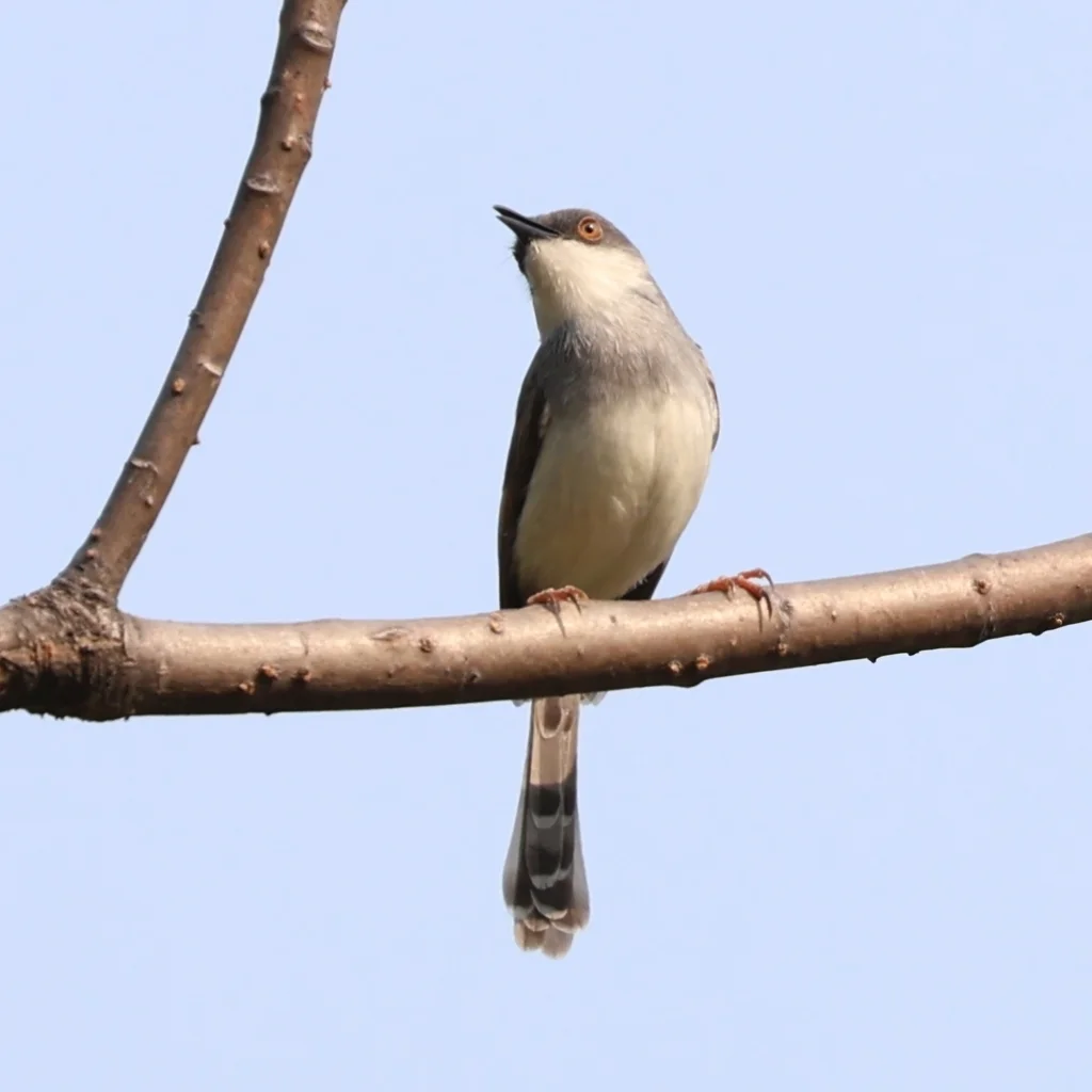 灰胸山鹪莺(Prinia hodgsonii)