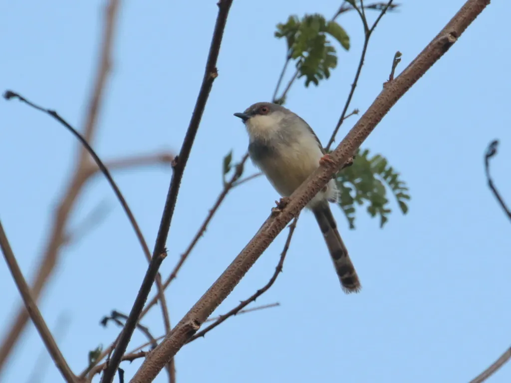 灰胸山鹪莺(Prinia hodgsonii)