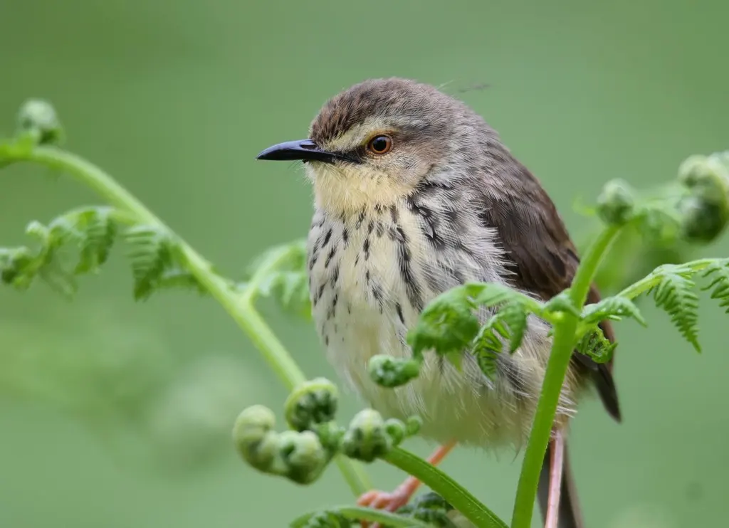 德拉山鹪莺(Prinia hypoxantha)