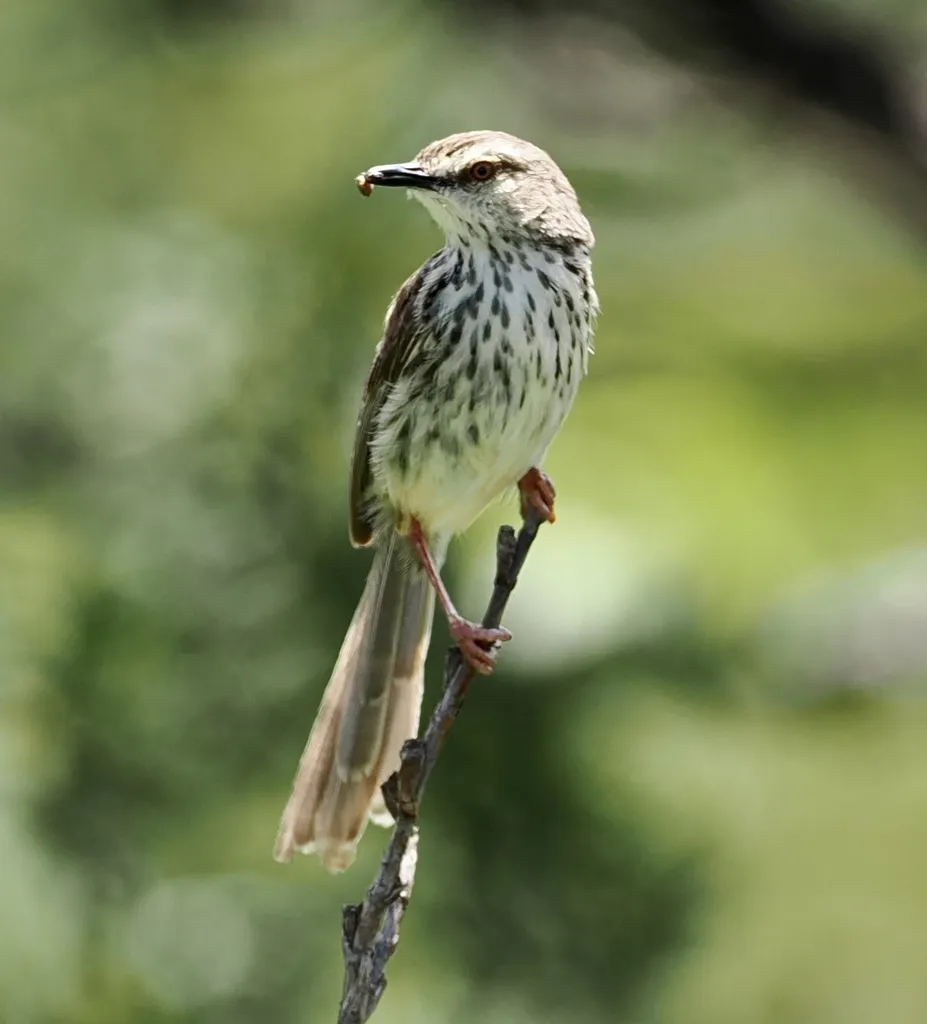 德拉山鹪莺(Prinia hypoxantha)