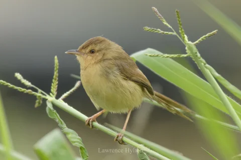 纯色山鹪莺