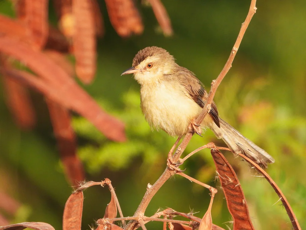 纯色山鹪莺(Prinia inornata)