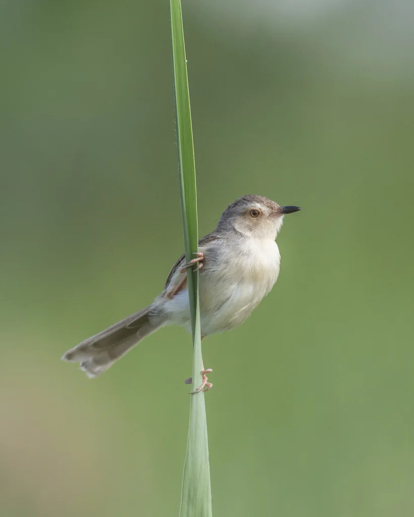 纯色山鹪莺(Prinia inornata)