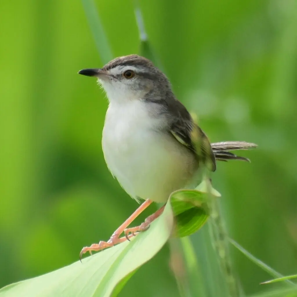 纯色山鹪莺(Prinia inornata)