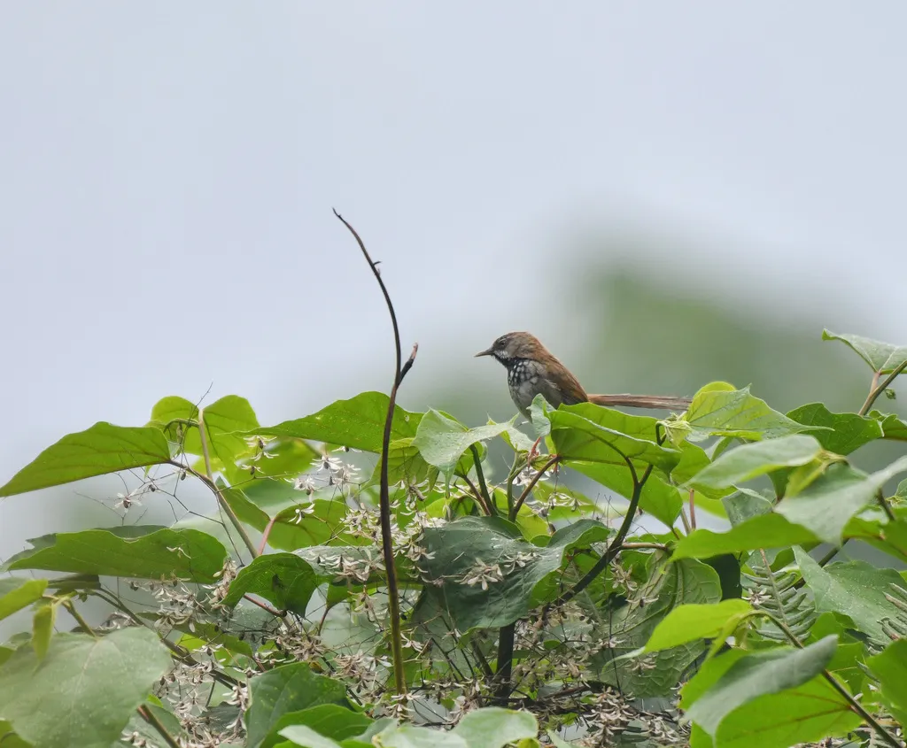 褐冠山鹪莺(Prinia khasiana)