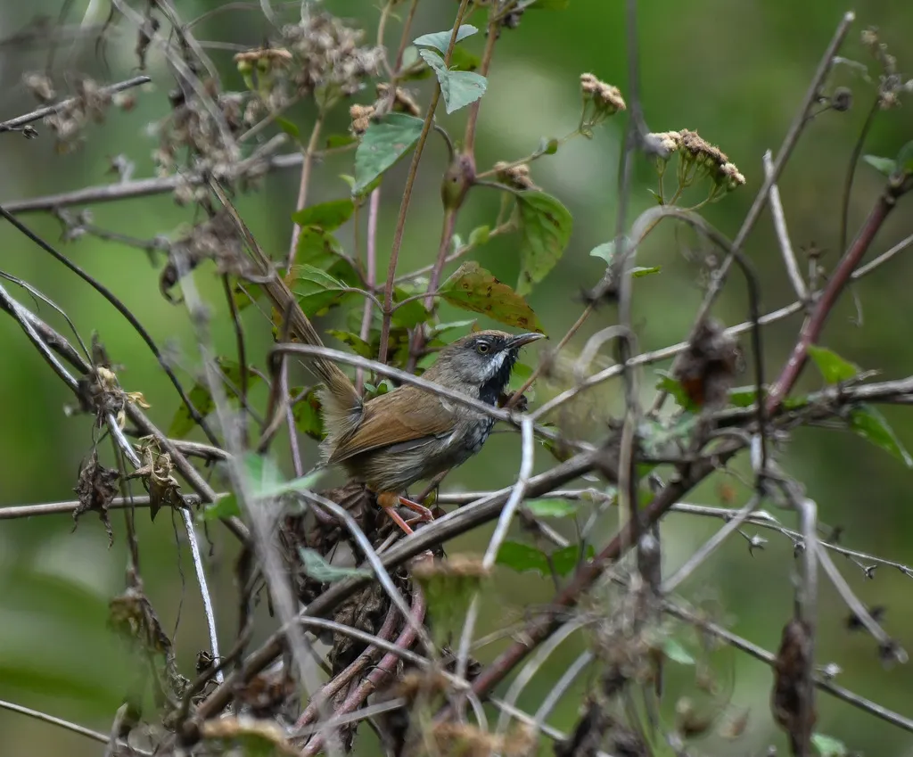 褐冠山鹪莺(Prinia khasiana)