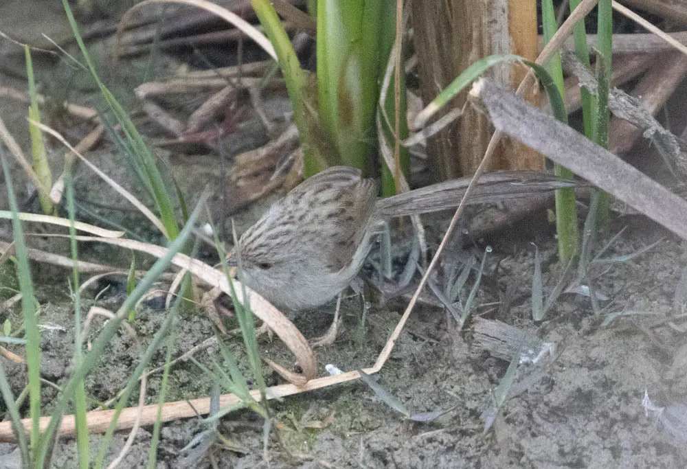 娇美山鹪莺(Prinia lepida)