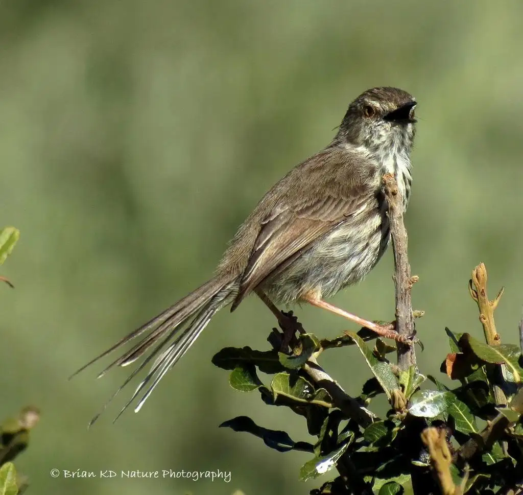 斑山鹪莺(Prinia maculosa)
