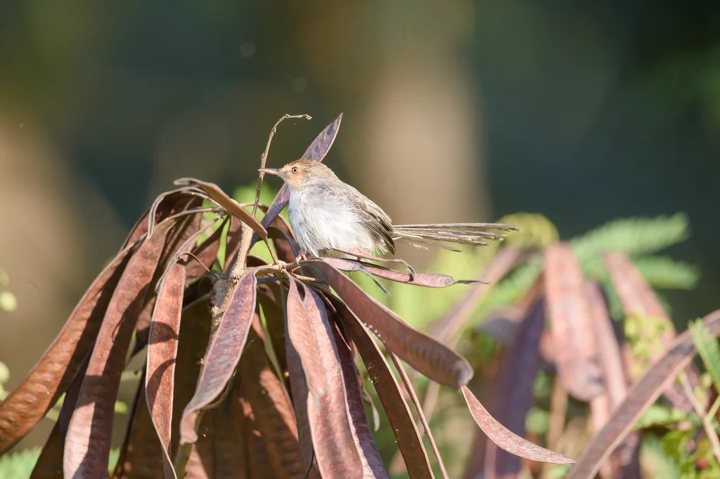 圣多美山鹪莺(Prinia molleri)