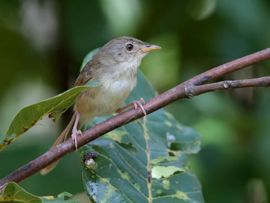 褐山鹪莺(Prinia polychroa)