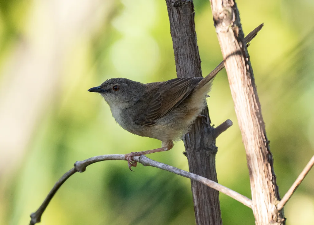 越南山鹪莺(Prinia rocki)