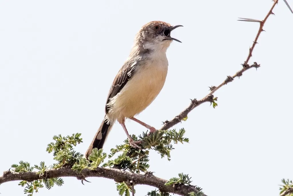 红脸娇莺(Prinia rufifrons)