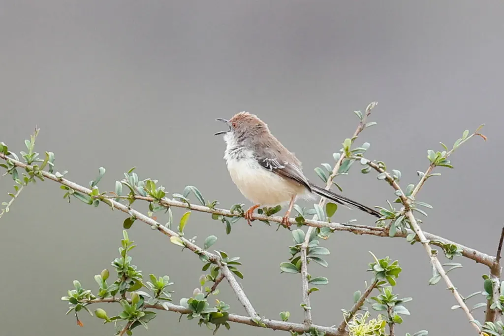红脸娇莺(Prinia rufifrons)
