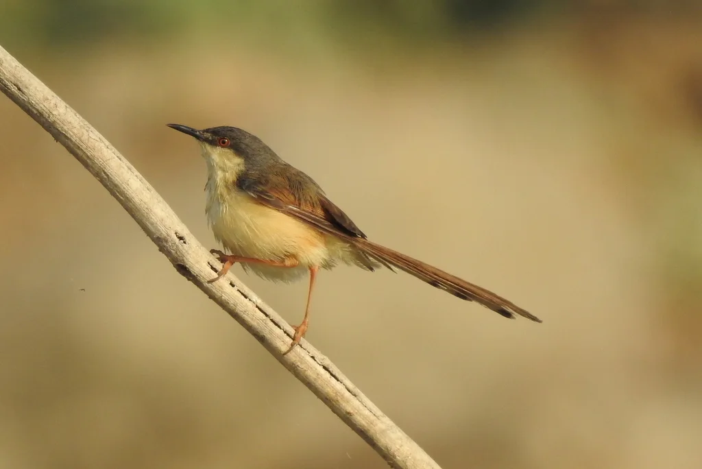 灰山鹪莺(Prinia socialis)