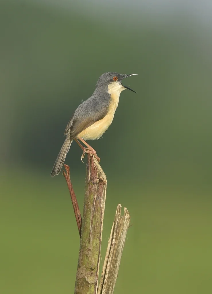 灰山鹪莺(Prinia socialis)