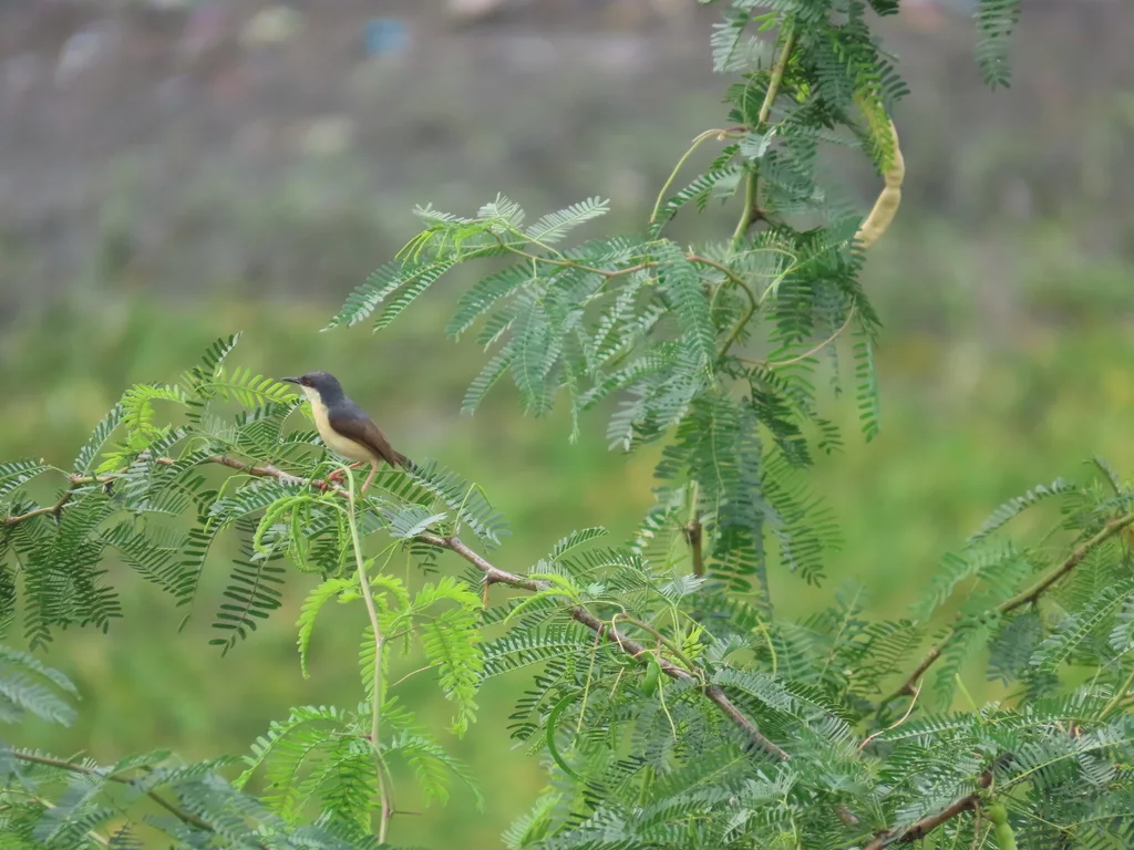 灰山鹪莺(Prinia socialis)