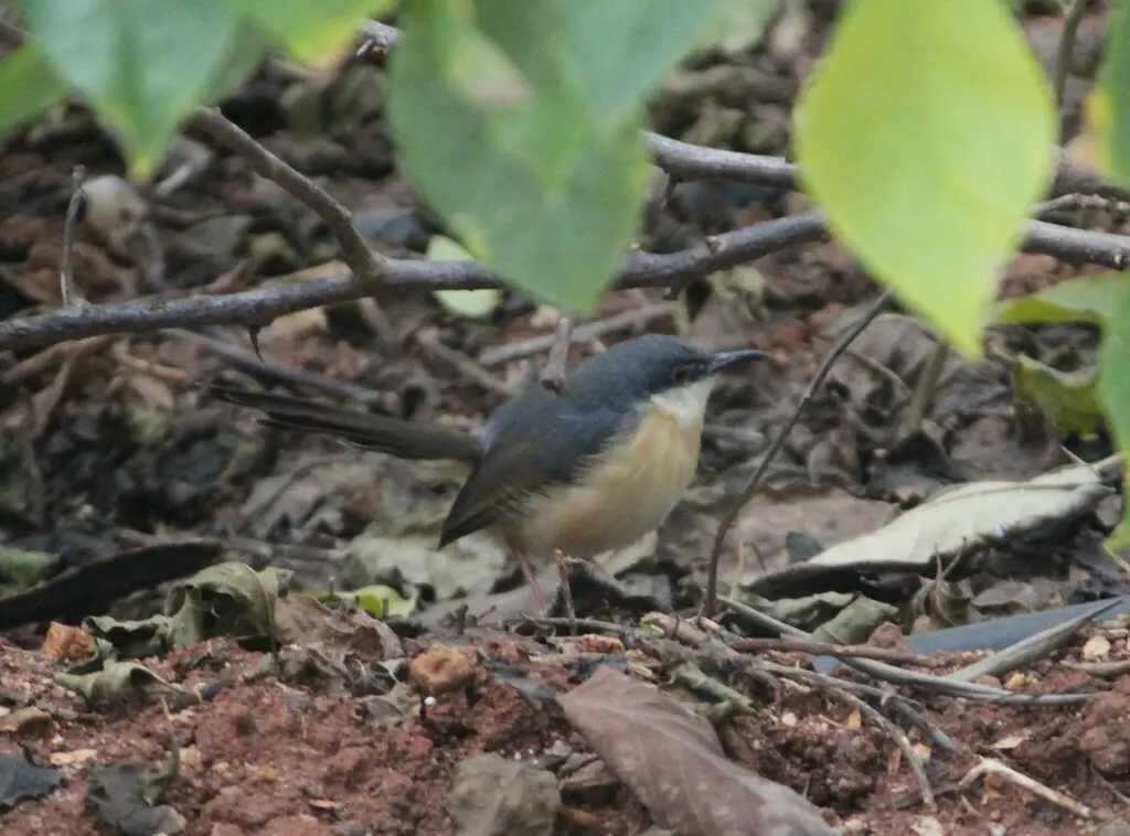 灰山鹪莺(Prinia socialis)