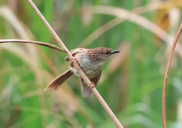 山鹪莺(Prinia striata)