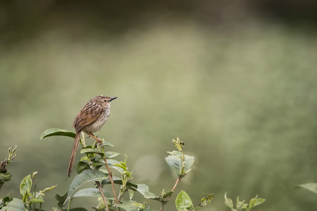 山鹪莺(Prinia striata)