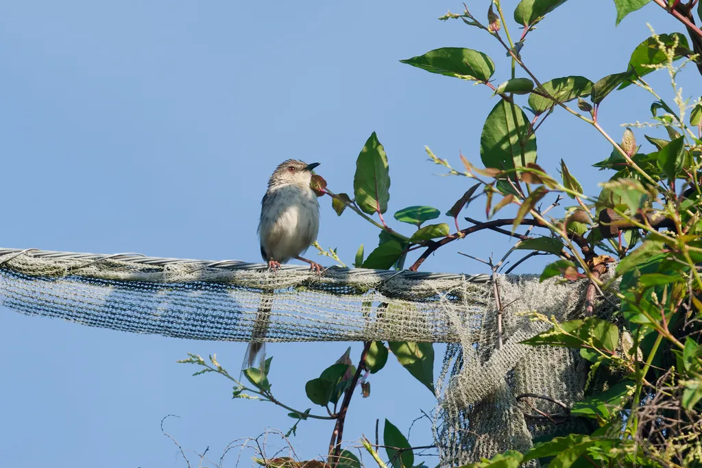 山鹪莺(Prinia striata)