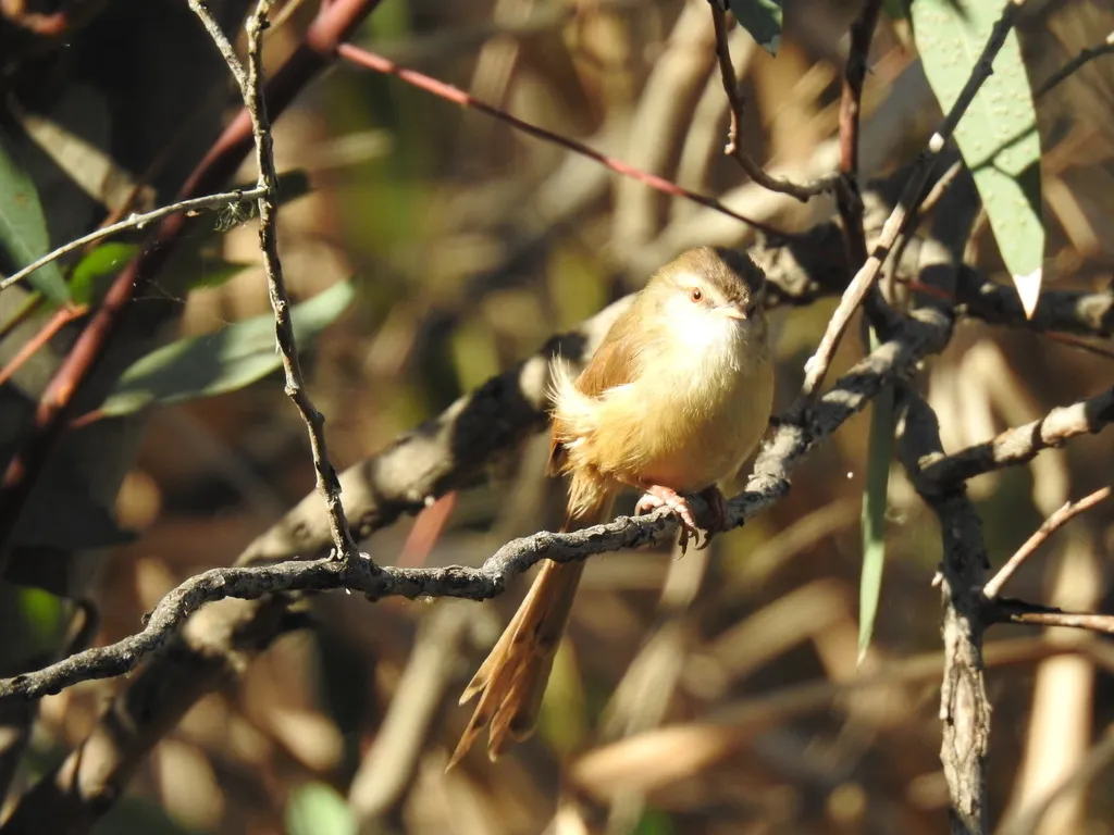 褐胁鹪莺(Prinia subflava)